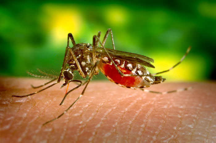 In the 19th Century, international scientific collaboration enabled public health researchers to confirm that mosquitoes spread yellow fever. While collaboration across boundaries has been made easier in some ways, there are a number of current challenges that threaten international partnerships. Photo: James Gathany/CDC